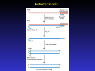 Retrotranscrição 