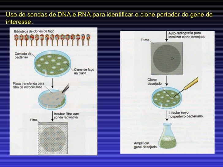 As Principais Ferramentas Empregadas Na Tecnologia Do Dna Recombinante