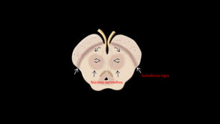 Substância nigra
Núcleos vermelhos
 