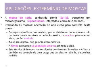 17
APLICAÇÕES: EXTERMÍNIO DE MOSCAS
• A mosca do sono, conhecida como Tsé-Tsé, transmite um
microorganismo , Tripanossoma. Infectados: cerca de 2 milhões .
• Irradiando as moscas: operação de alto custo para controle desta
praga.
– Os espermatozóides dos machos, por se dividirem continuamente, são
particularmente sensíveis à radiação. Assim, os machos permanecem
vivos, porém estéreis.
– Ao se acasalarem, não gerarão descendentes.
– A fêmea da espécie só se acasala uma vez em toda a vida.
– Esta técnica já demonstrou resultados positivos em Zamzibar – África, e
também no controle de uma praga que assolava o rebanho de ovelhas
na Líbia.
 