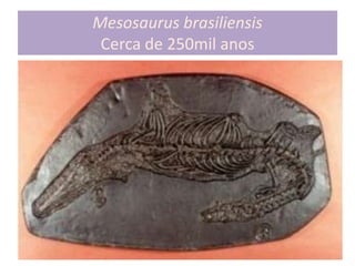 23 Professor Rodrigo Penna
Mesosaurus brasiliensis
Cerca de 250mil anos
 