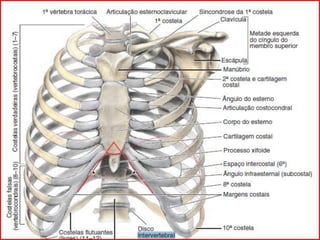 Sentido Axial Introdução ao estudo da Anatomia Óssea Humana: Esqueleto axial | PPTX