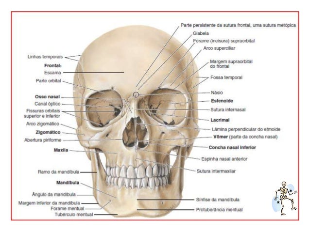 Anatomia humana ossos cranio Anatomia humana ossos cranio