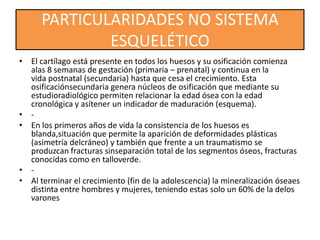 • El cartílago está presente en todos los huesos y su osificación comienza
alas 8 semanas de gestación (primaria – prenatal) y continua en la
vida postnatal (secundaria) hasta que cesa el crecimiento. Esta
osificaciónsecundaria genera núcleos de osificación que mediante su
estudioradiológico permiten relacionar la edad ósea con la edad
cronológica y asítener un indicador de maduración (esquema).
• -
• En los primeros años de vida la consistencia de los huesos es
blanda,situación que permite la aparición de deformidades plásticas
(asimetría delcráneo) y también que frente a un traumatismo se
produzcan fracturas sinseparación total de los segmentos óseos, fracturas
conocidas como en talloverde.
• -
• Al terminar el crecimiento (fin de la adolescencia) la mineralización óseaes
distinta entre hombres y mujeres, teniendo estas solo un 60% de la delos
varones
PARTICULARIDADES NO SISTEMA
ESQUELÉTICO
 