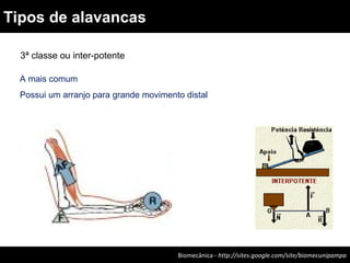Biomecânica - http://sites.google.com/site/biomecunipampa
Tipos de alavancas
3ª classe ou inter-potente
A mais comum
Possui um arranjo para grande movimento distal
 