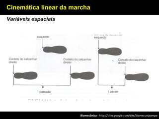 Biomecânica - http://sites.google.com/site/biomecunipampa
Cinemática linear da marcha
Variáveis espaciais
 