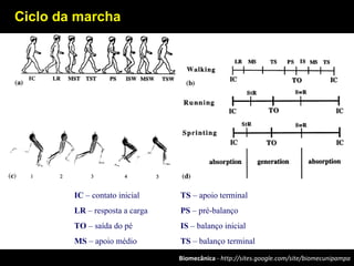 Biomecânica - http://sites.google.com/site/biomecunipampa
IC – contato inicial TS – apoio terminal
LR – resposta a carga PS – pré-balanço
TO – saída do pé IS – balanço inicial
MS – apoio médio TS – balanço terminal
Ciclo da marcha
 