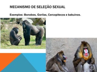 MECANISMO DE SELEÇÃO SEXUAL
Exemplos: Bonobos, Gorilas, Cercopitecos e babuínos.

7

 