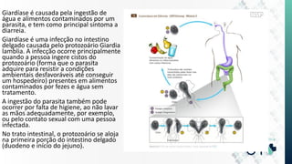 Giardíase é causada pela ingestão de
água e alimentos contaminados por um
parasita, e tem como principal sintoma a
diarreia.
Giardíase é uma infecção no intestino
delgado causada pelo protozoário Giardia
lamblia. A infecção ocorre principalmente
quando a pessoa ingere cistos do
protozoário (forma que o parasita
adquire para resistir a condições
ambientais desfavoráveis até conseguir
um hospedeiro) presentes em alimentos
contaminados por fezes e água sem
tratamento.
A ingestão do parasita também pode
ocorrer por falta de higiene, ao não lavar
as mãos adequadamente, por exemplo,
ou pelo contato sexual com uma pessoa
infectada.
No trato intestinal, o protozoário se aloja
na primeira porção do intestino delgado
(duodeno e início do jejuno).
 