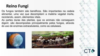 Reino Fungi
Os fungos também são benéficos. São importantes na cadeia
alimentar, uma vez que decompõem a matéria vegetal morta,
reciclando, assim, elementos vitais.
As partes duras das plantas, que os animais não conseguem
digerir, são decompostas principalmente pelos fungos, através
do uso de enzimas extracelulares, como as celulases.
 