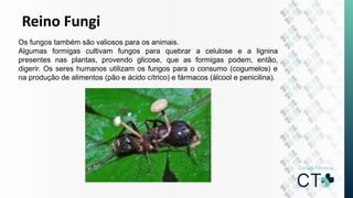Reino Fungi
Os fungos também são valiosos para os animais.
Algumas formigas cultivam fungos para quebrar a celulose e a lignina
presentes nas plantas, provendo glicose, que as formigas podem, então,
digerir. Os seres humanos utilizam os fungos para o consumo (cogumelos) e
na produção de alimentos (pão e ácido cítrico) e fármacos (álcool e penicilina).
 