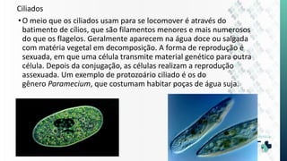 Ciliados
•O meio que os ciliados usam para se locomover é através do
batimento de cílios, que são filamentos menores e mais numerosos
do que os flagelos. Geralmente aparecem na água doce ou salgada
com matéria vegetal em decomposição. A forma de reprodução é
sexuada, em que uma célula transmite material genético para outra
célula. Depois da conjugação, as células realizam a reprodução
assexuada. Um exemplo de protozoário ciliado é os do
gênero Paramecium, que costumam habitar poças de água suja.
 
