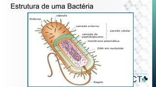 Estrutura de uma Bactéria
 