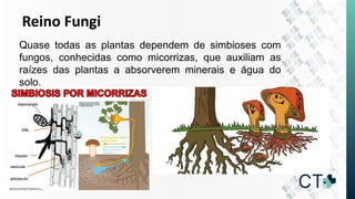 Reino Fungi
Quase todas as plantas dependem de simbioses com
fungos, conhecidas como micorrizas, que auxiliam as
raízes das plantas a absorverem minerais e água do
solo.
 