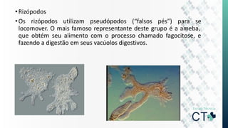 •Rizópodos
•Os rizópodos utilizam pseudópodos (“falsos pés”) para se
locomover. O mais famoso representante deste grupo é a ameba,
que obtém seu alimento com o processo chamado fagocitose, e
fazendo a digestão em seus vacúolos digestivos.
 