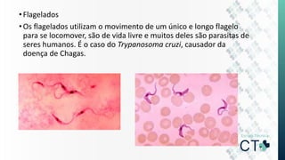 •Flagelados
•Os flagelados utilizam o movimento de um único e longo flagelo
para se locomover, são de vida livre e muitos deles são parasitas de
seres humanos. É o caso do Trypanosoma cruzi, causador da
doença de Chagas.
 