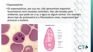 •Esporozoários
•Os esporozoários, por sua vez, não apresentam organelas
locomotoras nem vacúolos contráteis. Eles são levados pelo
ambiente, que pode ser o ar, a água ou algum animal. Um exemplo
desse tipo de protozoário é o Plasmodium vivax, responsável por
provocar a malária.
 