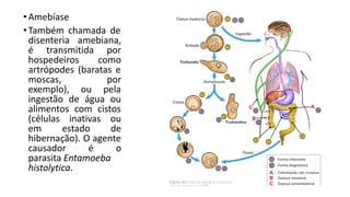•Amebíase
•Também chamada de
disenteria amebiana,
é transmitida por
hospedeiros como
artrópodes (baratas e
moscas, por
exemplo), ou pela
ingestão de água ou
alimentos com cistos
(células inativas ou
em estado de
hibernação). O agente
causador é o
parasita Entamoeba
histolytica.
 