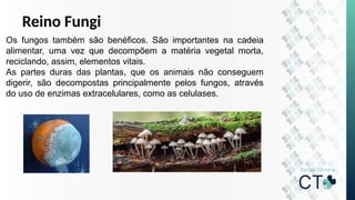 Reino Fungi
Os fungos também são benéficos. São importantes na cadeia
alimentar, uma vez que decompõem a matéria vegetal morta,
reciclando, assim, elementos vitais.
As partes duras das plantas, que os animais não conseguem
digerir, são decompostas principalmente pelos fungos, através
do uso de enzimas extracelulares, como as celulases.
 