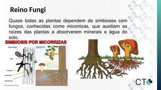 Reino Fungi
Quase todas as plantas dependem de simbioses com
fungos, conhecidas como micorrizas, que auxiliam as
raízes das plantas a absorverem minerais e água do
solo.
 