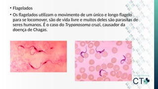 • Flagelados
• Os flagelados utilizam o movimento de um único e longo flagelo
para se locomover, são de vida livre e muitos deles são parasitas de
seres humanos. É o caso do Trypanosoma cruzi, causador da
doença de Chagas.
 