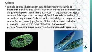 Ciliados
• O meio que os ciliados usam para se locomover é através do
batimento de cílios, que são filamentos menores e mais numerosos
do que os flagelos. Geralmente aparecem na água doce ou salgada
com matéria vegetal em decomposição. A forma de reprodução é
sexuada, em que uma célula transmite material genético para outra
célula. Depois da conjugação, as células realizam a reprodução
assexuada. Um exemplo de protozoário ciliado é os do
gênero Paramecium, que costumam habitar poças de água suja.
 
