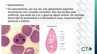 • Esporozoários
• Os esporozoários, por sua vez, não apresentam organelas
locomotoras nem vacúolos contráteis. Eles são levados pelo
ambiente, que pode ser o ar, a água ou algum animal. Um exemplo
desse tipo de protozoário é o Plasmodium vivax, responsável por
provocar a malária.
 