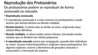 Reprodução dos Protozoários
Os protozoários podem se reproduzir de forma
assexuada ou sexuada:
• Reprodução assexuada
• A reprodução assexuada é a mais comum nos protozoários e pode
ocorrer por divisão binária ou divisão múltipla:
• Divisão binária: A célula-mãe se divide ao meio, originando duas
células-filhas idênticas.
• Divisão múltipla: A célula realiza várias mitoses, formando muitos
núcleos que se dividem em células pequenas.
• A reprodução sexuada ocorre por conjugação, quando dois indivíduos
se unem, trocam material genético e originam novos protozoários. Em
algumas espécies, ocorre a alternância de gerações (sexuada e
assexuada) e a formação de esporos
 