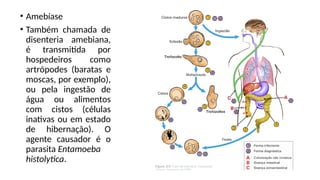 • Amebíase
• Também chamada de
disenteria amebiana,
é transmitida por
hospedeiros como
artrópodes (baratas e
moscas, por exemplo),
ou pela ingestão de
água ou alimentos
com cistos (células
inativas ou em estado
de hibernação). O
agente causador é o
parasita Entamoeba
histolytica.
 