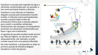 Giardíase é causada pela ingestão de água e
alimentos contaminados por um parasita, e
tem como principal sintoma a diarreia.
Giardíase é uma infecção no intestino
delgado causada pelo protozoário Giardia
lamblia. A infecção ocorre principalmente
quando a pessoa ingere cistos do
protozoário (forma que o parasita adquire
para resistir a condições ambientais
desfavoráveis até conseguir um hospedeiro)
presentes em alimentos contaminados por
fezes e água sem tratamento.
A ingestão do parasita também pode ocorrer
por falta de higiene, ao não lavar as mãos
adequadamente, por exemplo, ou pelo
contato sexual com uma pessoa infectada.
No trato intestinal, o protozoário se aloja na
primeira porção do intestino delgado
(duodeno e início do jejuno).
 
