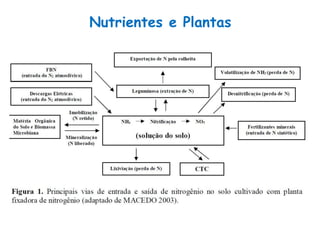 Nutrientes e Plantas
 