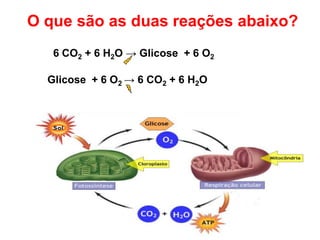 O que são as duas reações abaixo?
Glicose + 6 O2 → 6 CO2 + 6 H2O
6 CO2 + 6 H2O → Glicose + 6 O2
 
