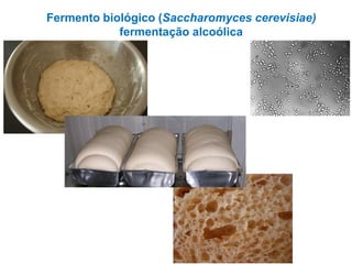 Fermento biológico (Saccharomyces cerevisiae)
fermentação alcoólica
 