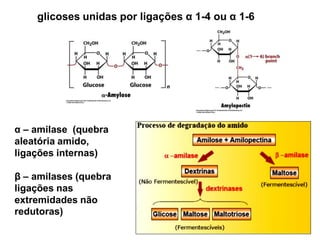 glicoses unidas por ligações α 1-4 ou α 1-6
α – amilase (quebra
aleatória amido,
ligações internas)
β – amilases (quebra
ligações nas
extremidades não
redutoras)
 