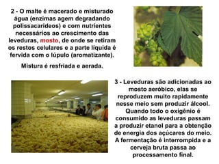 2 - O malte é macerado e misturado
água (enzimas agem degradando
polissacarideos) e com nutrientes
necessários ao crescimento das
leveduras, mosto, de onde se retiram
os restos celulares e a parte líquida é
fervida com o lúpulo (aromatizante).
Mistura é resfriada e aerada.
3 - Leveduras são adicionadas ao
mosto aeróbico, elas se
reproduzem muito rapidamente
nesse meio sem produzir álcool.
Quando todo o oxigênio é
consumido as leveduras passam
a produzir etanol para a obtenção
de energia dos açúcares do meio.
A fermentação é interrompida e a
cerveja bruta passa ao
processamento final.
 