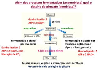 Além dos processos fermentativos (anaerobiose) qual o
destino do piruvato (aerobiose)?
glicólise
anaerobiose
anaerobiose
aerobiose
Fermentação a etanol
por leveduras
Fermentação a lactato nos
músculos, eritrócitos e
alguns microrganismos
Ciclo do ácido cítrico
Células animais, vegetais e microrganismos aeróbicos
Processo final de oxidação da glicose
Ganho líquido 2
ATP e 2 NADH
Ganho líquido 2
ATP e 2 NAD+
Ganho líquido 2
ATP e 2 NAD+, com
liberação de CO2
 