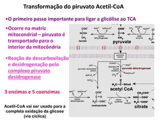 •O primeiro passo importante para ligar a glicólise ao TCA
Transformação do piruvato Acetil-CoA
•Reação de descarboxilação
e desidrogenação pelo
complexo piruvato
desidrogenase
•Ocorre na matriz
mitocondrial – piruvato é
transportado para o
interior da mitocôndria
3 enzimas e 5 coenzimas
Acetil-CoA vai ser usado para a
completa oxidação da glicose
(via cíclica)
 