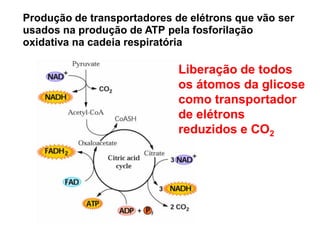 Produção de transportadores de elétrons que vão ser
usados na produção de ATP pela fosforilação
oxidativa na cadeia respiratória
Liberação de todos
os átomos da glicose
como transportador
de elétrons
reduzidos e CO2
 