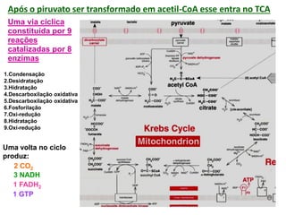Após o piruvato ser transformado em acetil-CoA esse entra no TCA
Uma via cíclica
constituída por 9
reações
catalizadas por 8
enzimas
1.Condensação
2.Desidratação
3.Hidratação
4.Descarboxilação oxidativa
5.Descarboxilação oxidativa
6.Fosforilação
7.Oxi-redução
8.Hidratação
9.Oxi-redução
2 CO2
3 NADH
1 FADH2
1 GTP
Uma volta no ciclo
produz:
 