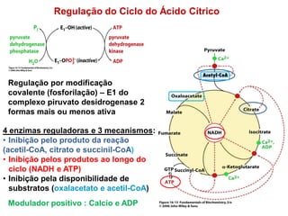 Regulação do Ciclo do Ácido Cítrico
Regulação por modificação
covalente (fosforilação) – E1 do
complexo piruvato desidrogenase 2
formas mais ou menos ativa
4 enzimas reguladoras e 3 mecanismos:
• Inibição pelo produto da reação
(acetil-CoA, citrato e succinil-CoA)
• Inibição pelos produtos ao longo do
ciclo (NADH e ATP)
• Inibição pela disponibilidade de
substratos (oxalacetato e acetil-CoA)
Modulador positivo : Calcio e ADP
 