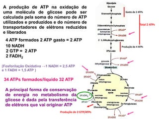 Gasto de 2 ATPs
Produção de 4 ATPs
Produção de 2 GTP/ATPs
Total 2 ATPs
2 FADH2
A produção de ATP na oxidação de
uma molécula de glicose pode ser
calculada pela soma do número de ATP
utilizados e produzidos e do número de
transportadores de elétrons reduzidos
e liberados
4 ATP formados 2 ATP gasto = 2 ATP
10 NADH
A principal forma de conservação
de energia no metabolismo da
glicose é dada pela transferência
de elétrons que vai originar ATP
34 ATPs formados/liquido 32 ATP
(Fosforilação Oxidativa →1 NADH = 2,5 ATP
e 1 FADH = 1,5 ATP )
2 GTP = 2 ATP
 