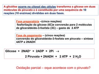 A glicólise ocorre no citosol das células transforma a glicose em duas
moléculas de piruvato e é constituída por uma sequência de 10
reações (10 enzimas) divididas em duas fases.
Fase preparatória –(cinco reações)
fosforilação da glicose (6C)e conversão para 2 moléculas
de gliceraldeido-3-fosfato (3C) – gasto de 2 ATP
Fase de pagamento – (cinco reações)
conversão do gliceraldeido-3-fosfato em piruvato – síntese
4ATP e 2NADH
Glicose + 2NAD+ + 2ADP + 2Pi 
2 Piruvato + 2NADH + 2 ATP + 2 H2O
Oxidação parcial – oque acontece com o piruvato?
 