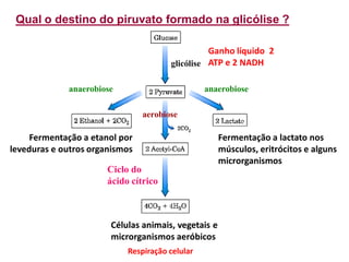 Qual o destino do piruvato formado na glicólise ?
glicólise
anaerobiose
anaerobiose
aerobiose
Fermentação a etanol por
leveduras e outros organismos
Fermentação a lactato nos
músculos, eritrócitos e alguns
microrganismos
Ciclo do
ácido cítrico
Células animais, vegetais e
microrganismos aeróbicos
Ganho líquido 2
ATP e 2 NADH
Respiração celular
 