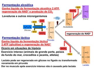 Ocorre em situações de hipóxia
Exercício intenso (animais de grande porte, peixes
do fundo do mar, crocodilos e jacarés, atletas)
Ganho líquido da fermentação láctica
2 ATP (glicólise) e regeneração do NAD+
Fermentação láctica
regeneração do NAD+
Leveduras e outros microrganismos
Ganho líquido da fermentação alcoólica 2 ATP,
regeneração do NAD+ e produção de CO2
Fermentação alcoólica
Lactato pode ser regenerado em glicose no fígado ou transformado
novamente em piruvato
Dor no musculo após exercício intenso não é causado pelo lactato
 