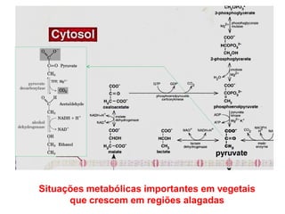 Situações metabólicas importantes em vegetais
que crescem em regiões alagadas
 