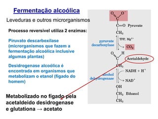 Fermentação alcoólica
Leveduras e outros microrganismos
Processo reversível utiliza 2 enzimas:
Piruvato descarboxilase
(microrganismos que fazem a
fermentação alcoólica inclusive
algumas plantas)
Desidrogenase alcoólica é
encontrada em organismos que
metabolizam o etanol (fígado do
homem)
Metabolizado no fígado pela
acetaldeido desidrogenase
e glutationa → acetato
 