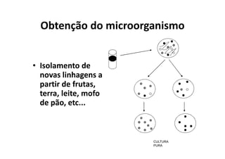 Obtenção do microorganismo
• Isolamento de
novas linhagens a
partir de frutas,
terra, leite, mofo
de pão, etc...
CULTURA
PURA
 