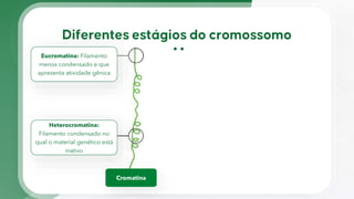 Cromatina
Eucromatina: Filamento
menos condensado e que
apresenta atividade gênica
Heterocromatina:
Filamento condensado no
qual o material genético está
inativo
 