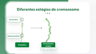 Cromatina
Cromossomo
simples
Eucromatina
Heterocromatina
Maior espiralização
 