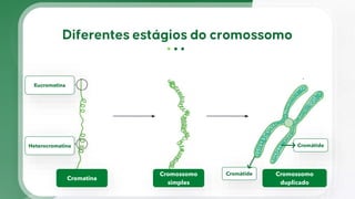 Cromatina
Cromossomo
simples
Cromossomo
duplicado
Eucromatina
Heterocromatina
Cromátide
Cromátide
 